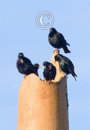 Starlings DM0839
